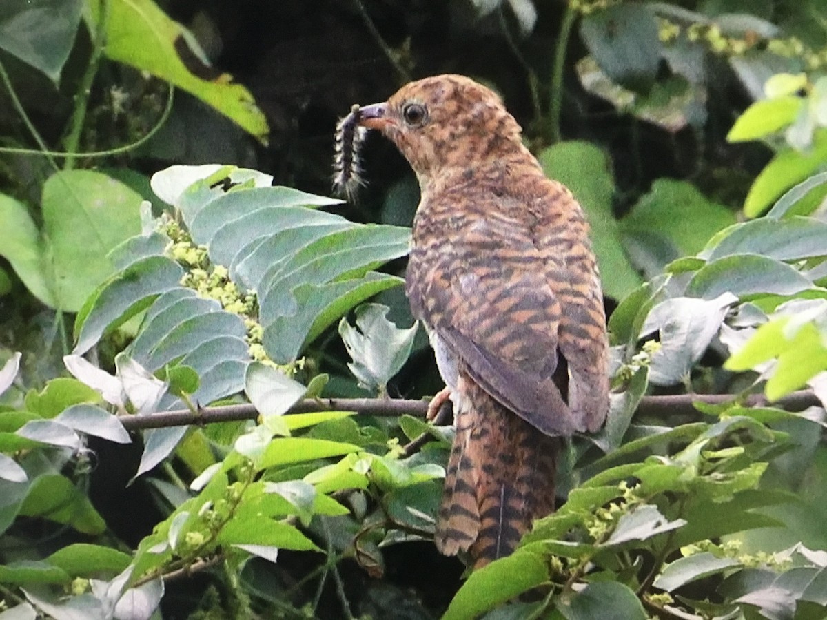 Gray-bellied Cuckoo - ML373463501