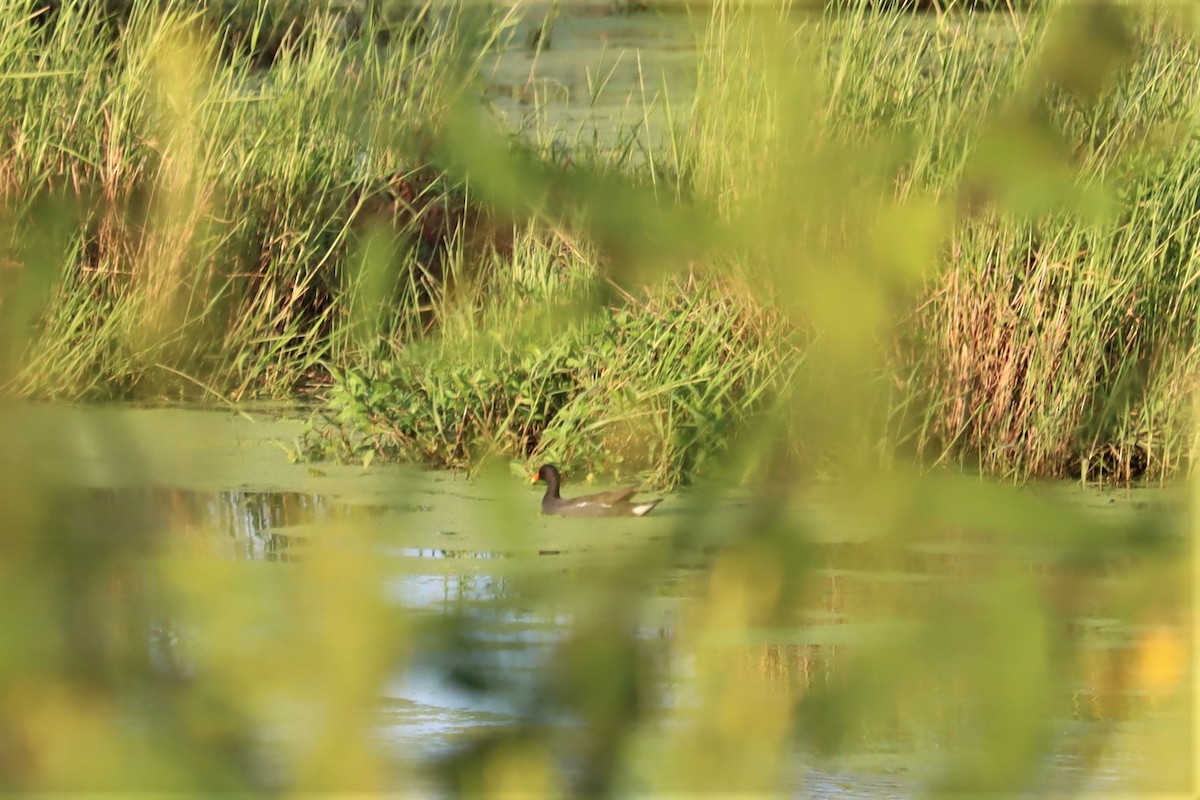 Common Gallinule - ML373463511