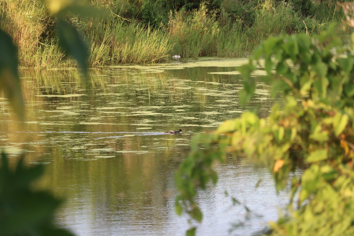 Common Gallinule - Juan Gonzalez