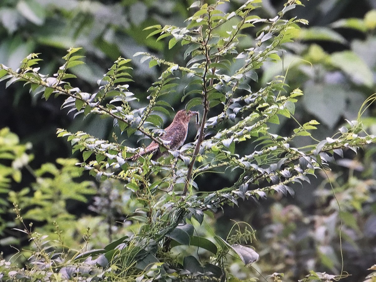 Gray-bellied Cuckoo - ML373463621