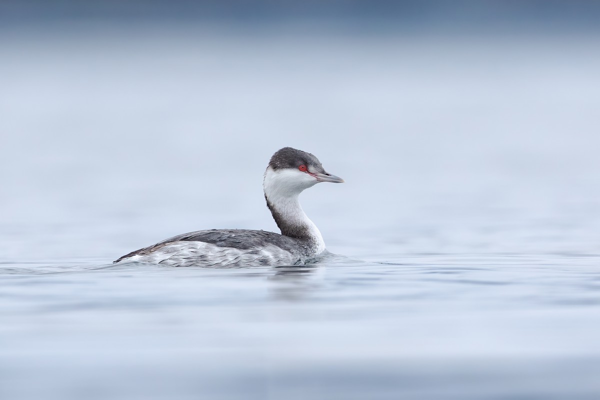 Horned Grebe - ML373463661