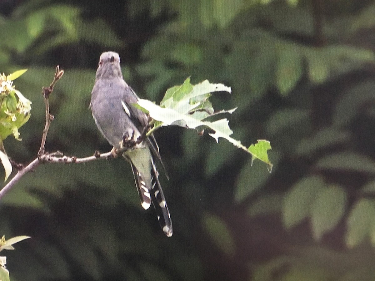 Gray-bellied Cuckoo - ML373463811