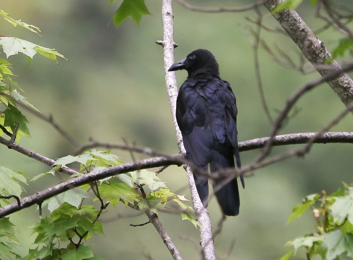 Large-billed Crow - Sathyan Meppayur