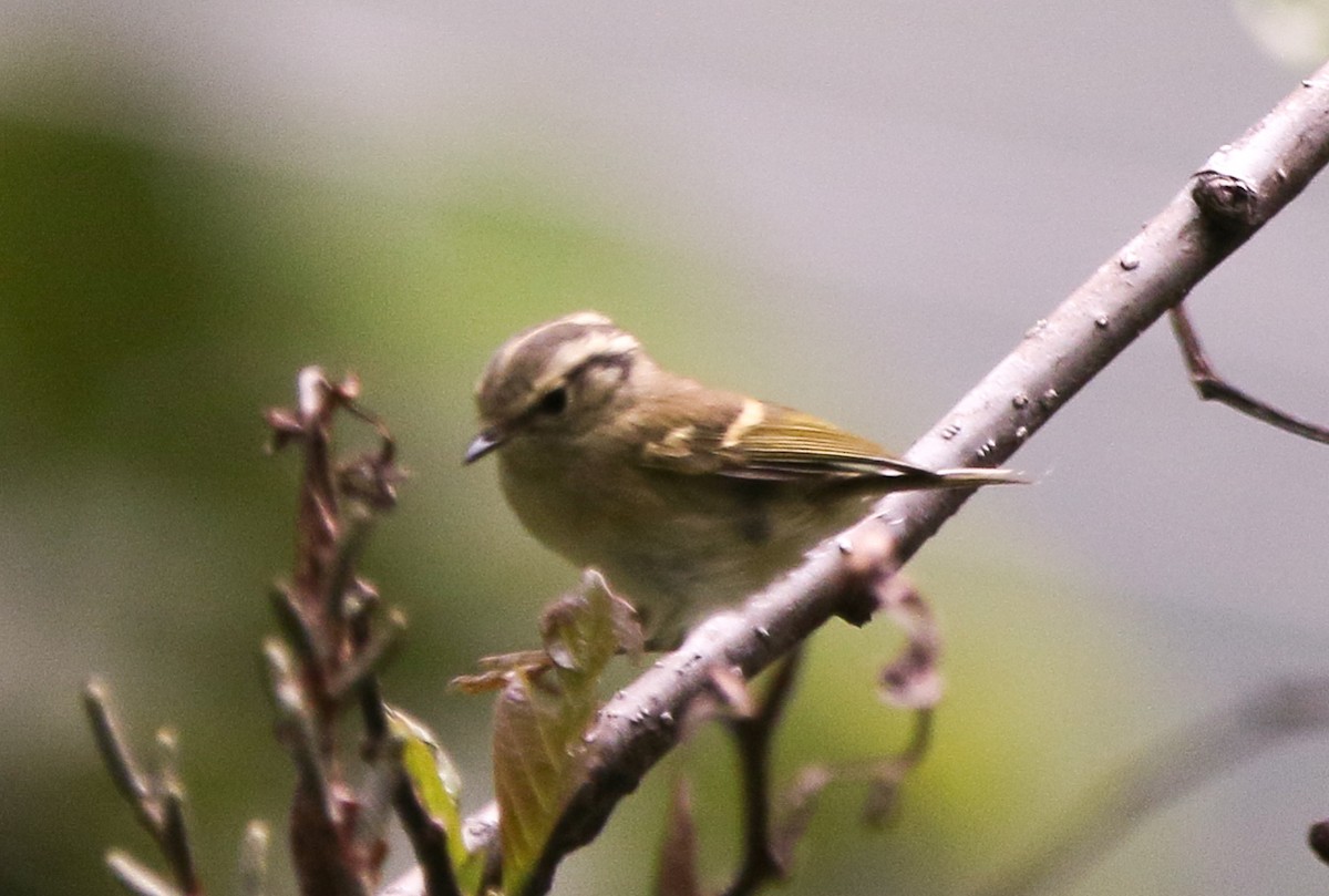 Lemon-rumped Warbler - ML373464821