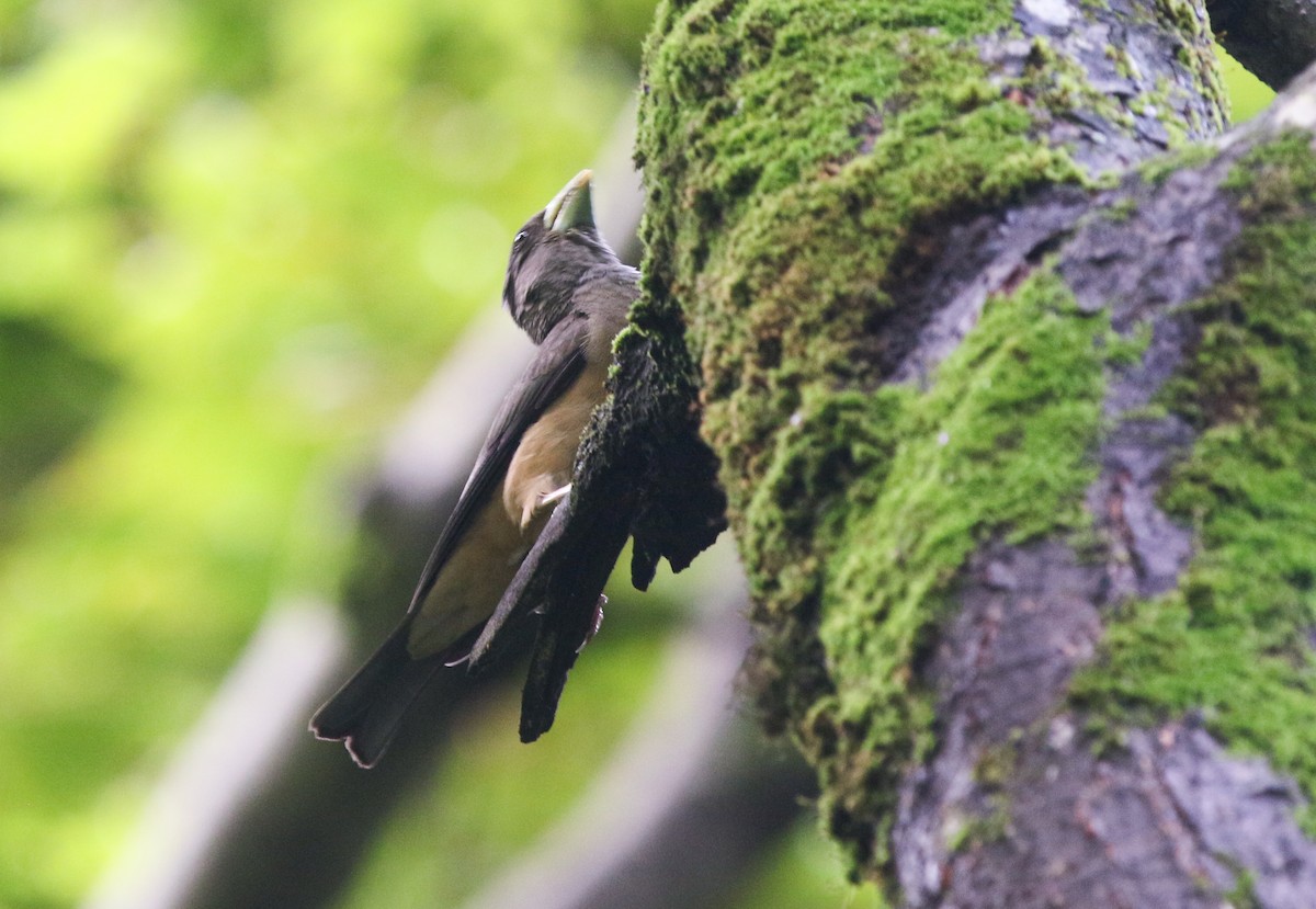 Black-and-yellow Grosbeak - ML373465001