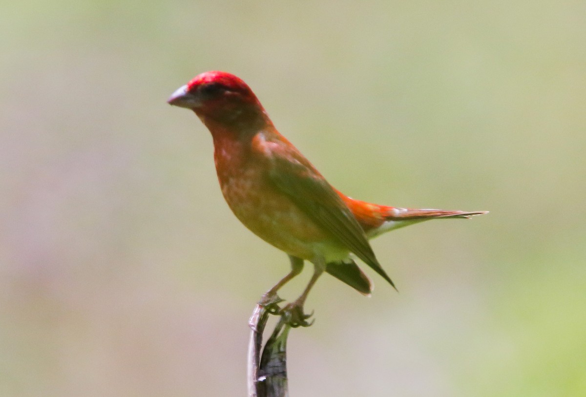 Common Rosefinch - ML373465021