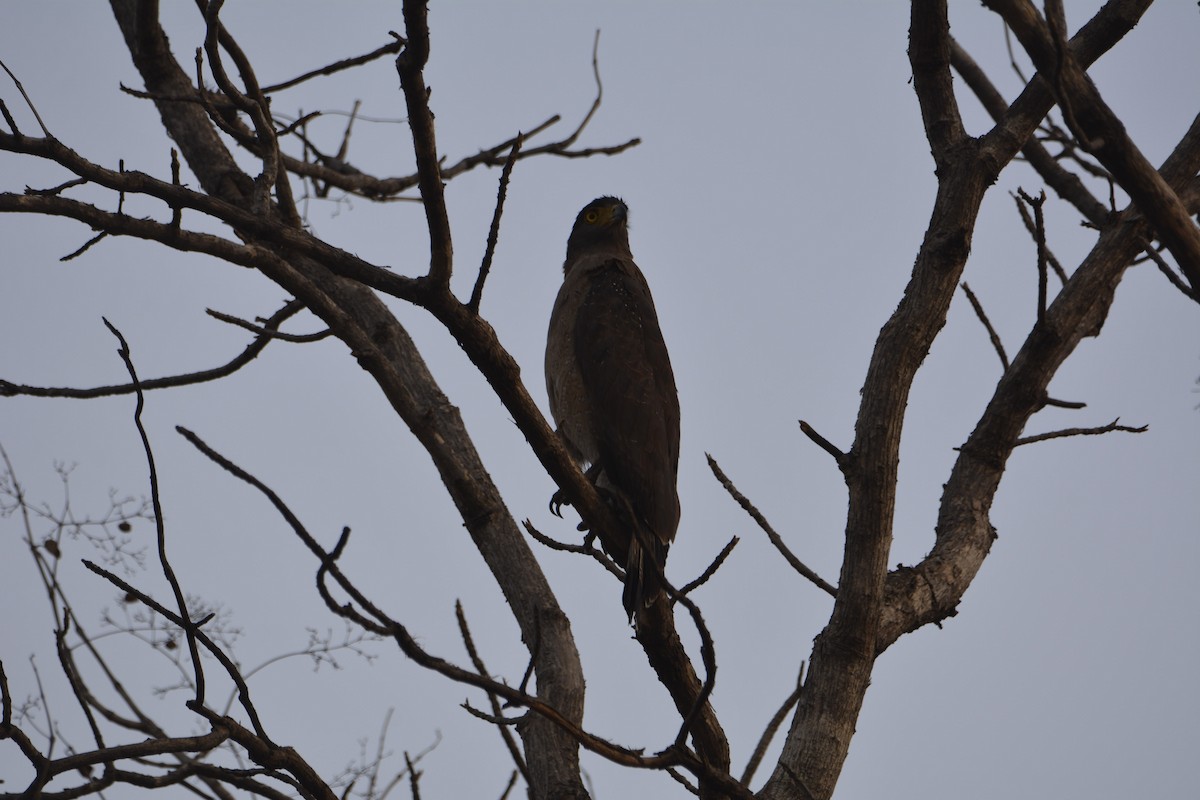 Crested Serpent-Eagle - ML373465331