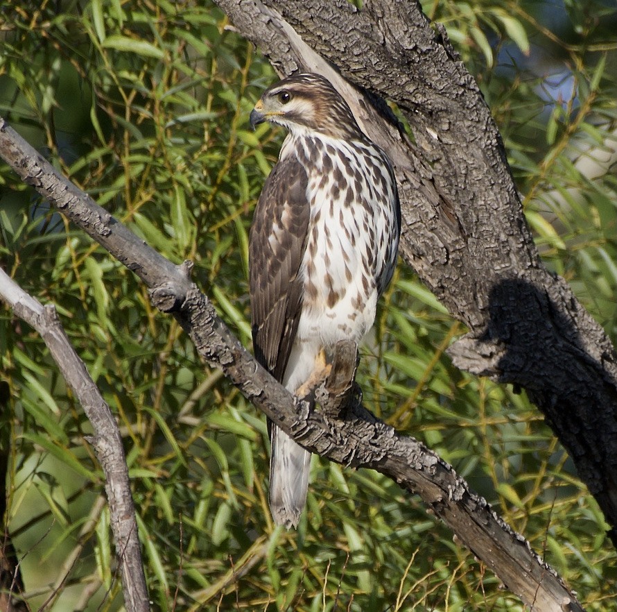 Gray Hawk - ML373469631