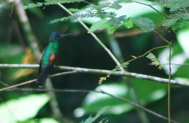 Blue-capped Hummingbird - ML37346991