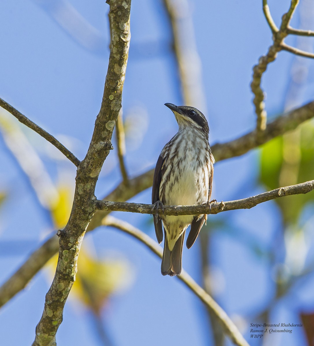 Stripe-breasted Rhabdornis - Ramon Quisumbing