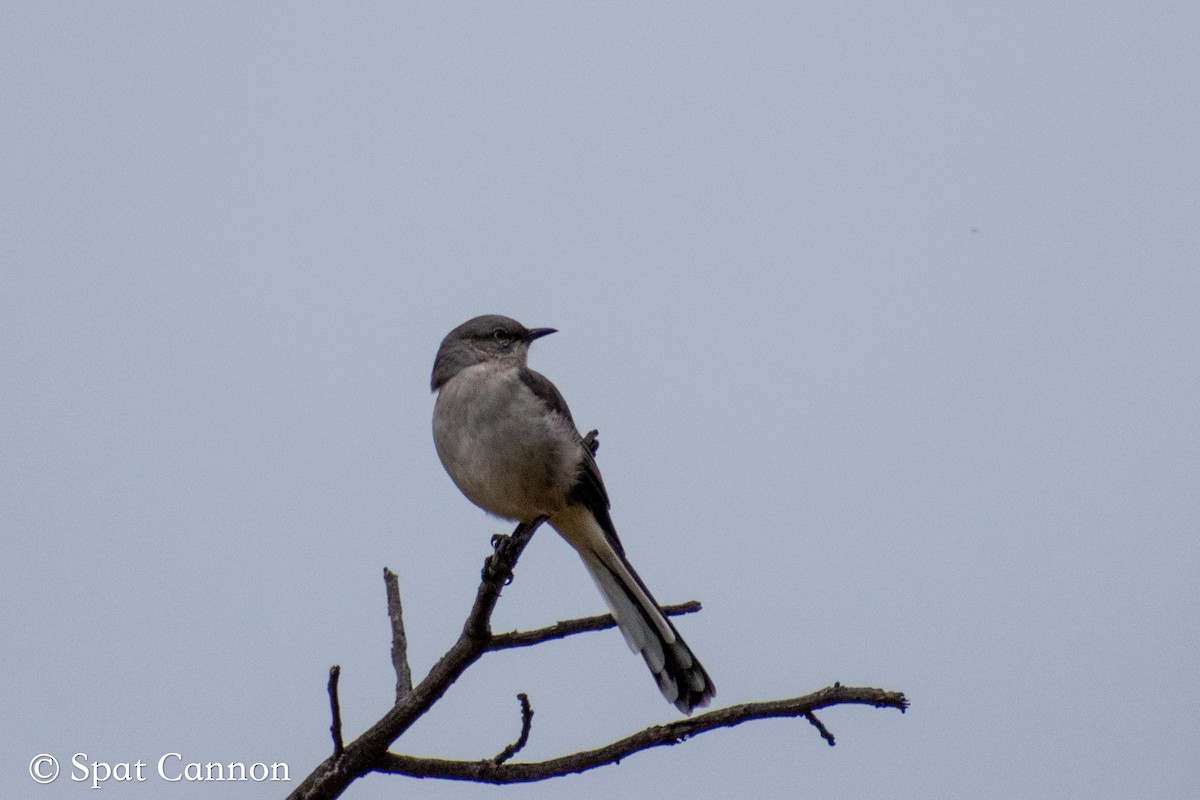Northern Mockingbird - ML373470541