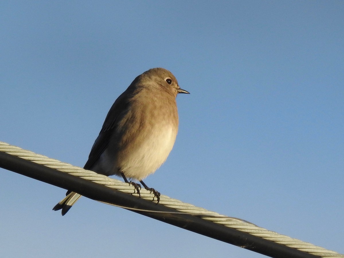 Mountain Bluebird - ML373471721