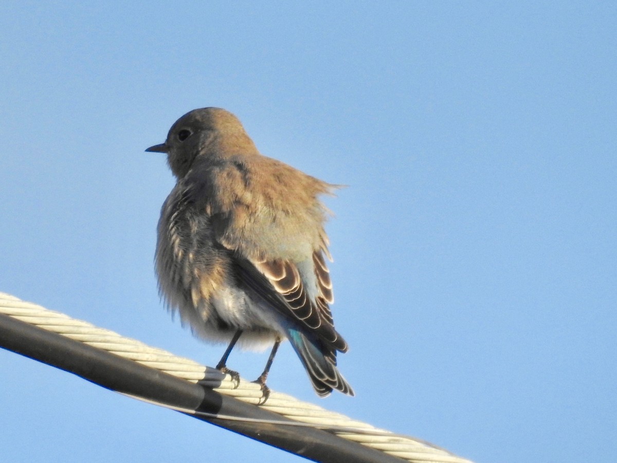 Mountain Bluebird - ML373472191