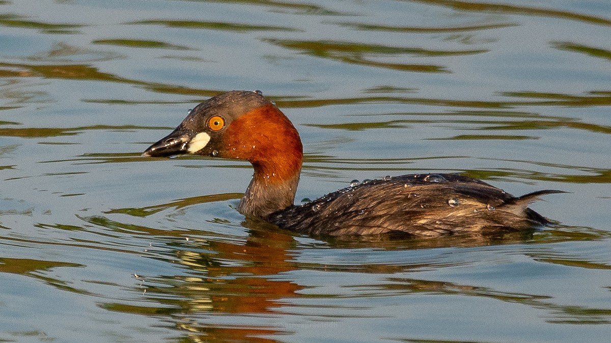Little Grebe - ML373473161