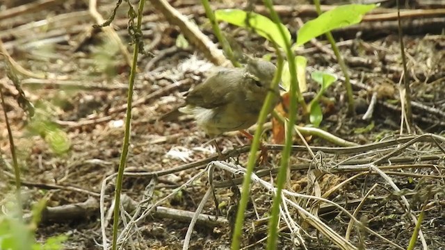 Sulphur-bellied Warbler - ML373473271