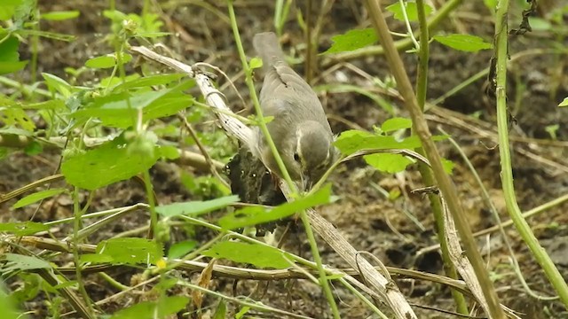 Хасаг дууч шувуу - ML373473341
