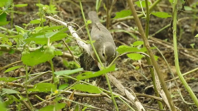 Sulphur-bellied Warbler - ML373473341