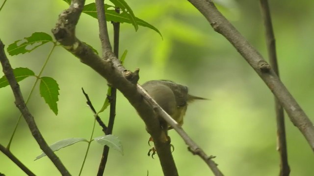 Sulphur-bellied Warbler - ML373473951