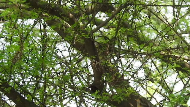 Pied Cuckoo - ML373474111