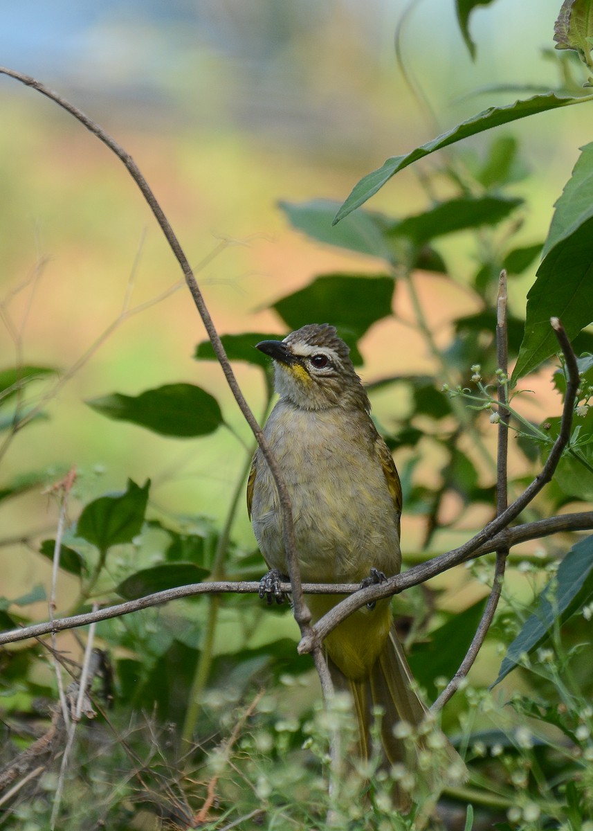 White-browed Bulbul - ML373474981