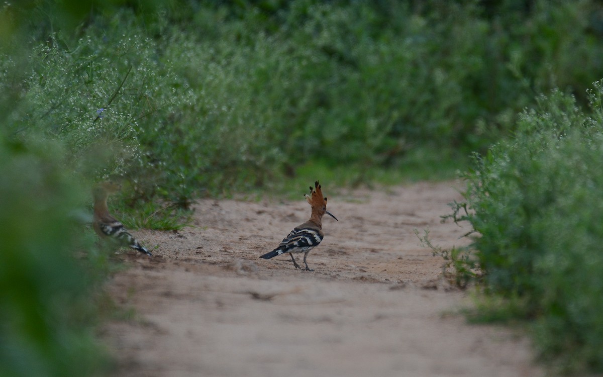 Eurasian Hoopoe - ML373474991