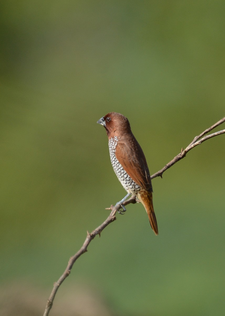 Scaly-breasted Munia - ML373475031