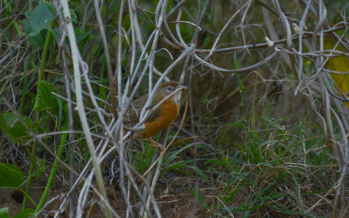 Tawny-bellied Babbler - Gaja mohanraj