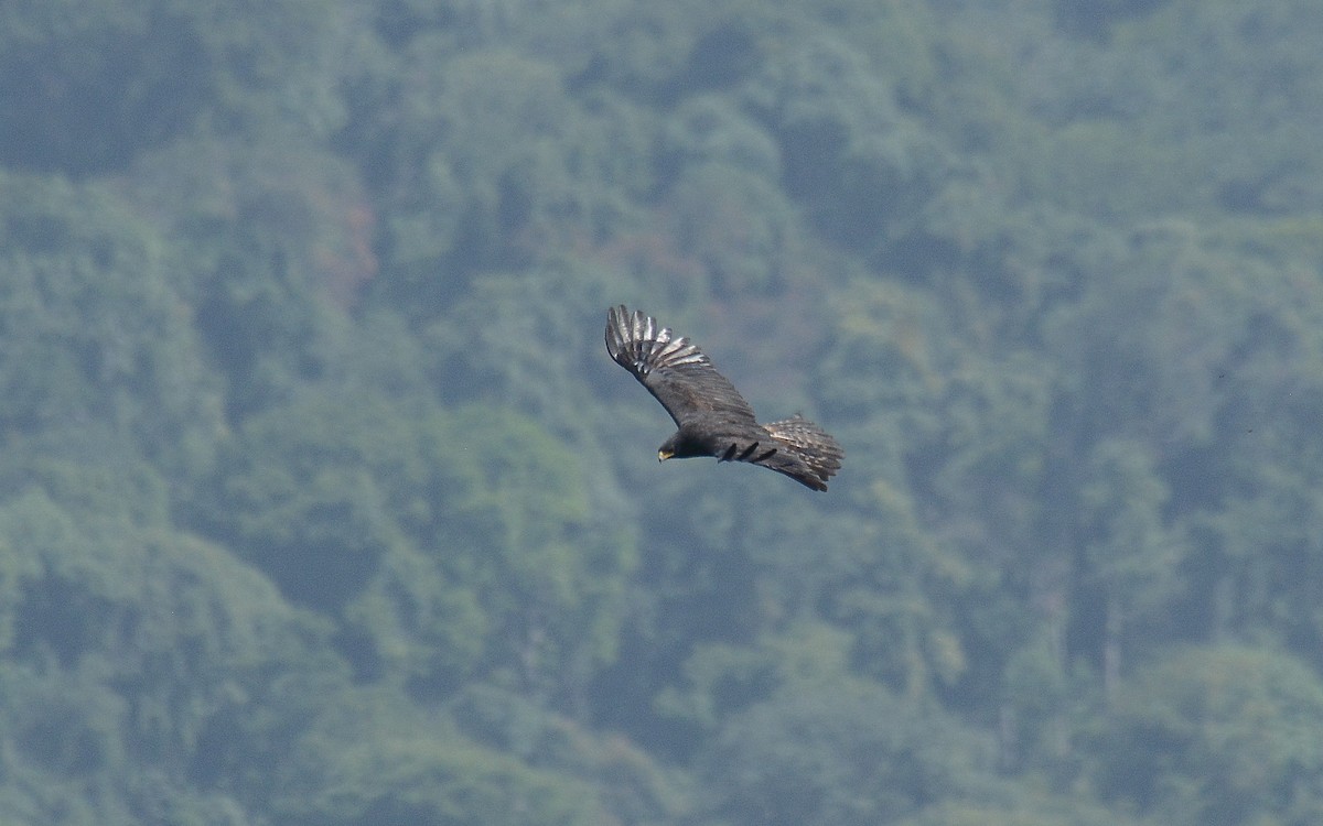 Águila Milana - ML373475111