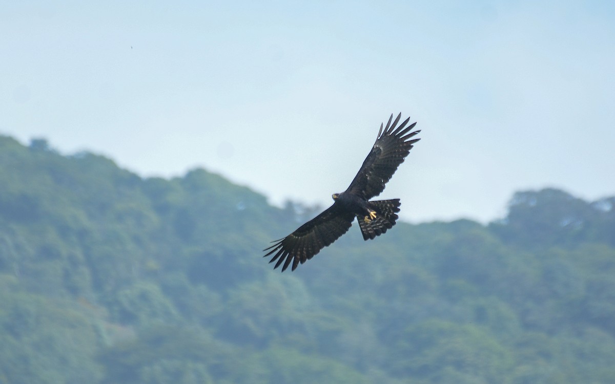 Black Eagle - Gaja mohanraj