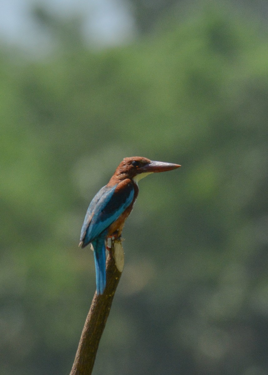 White-throated Kingfisher - Gaja mohanraj