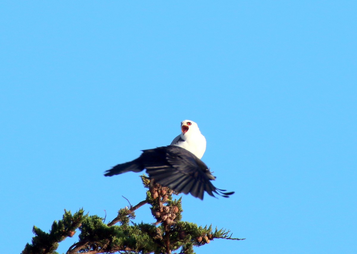 White-tailed Kite - ML37347631