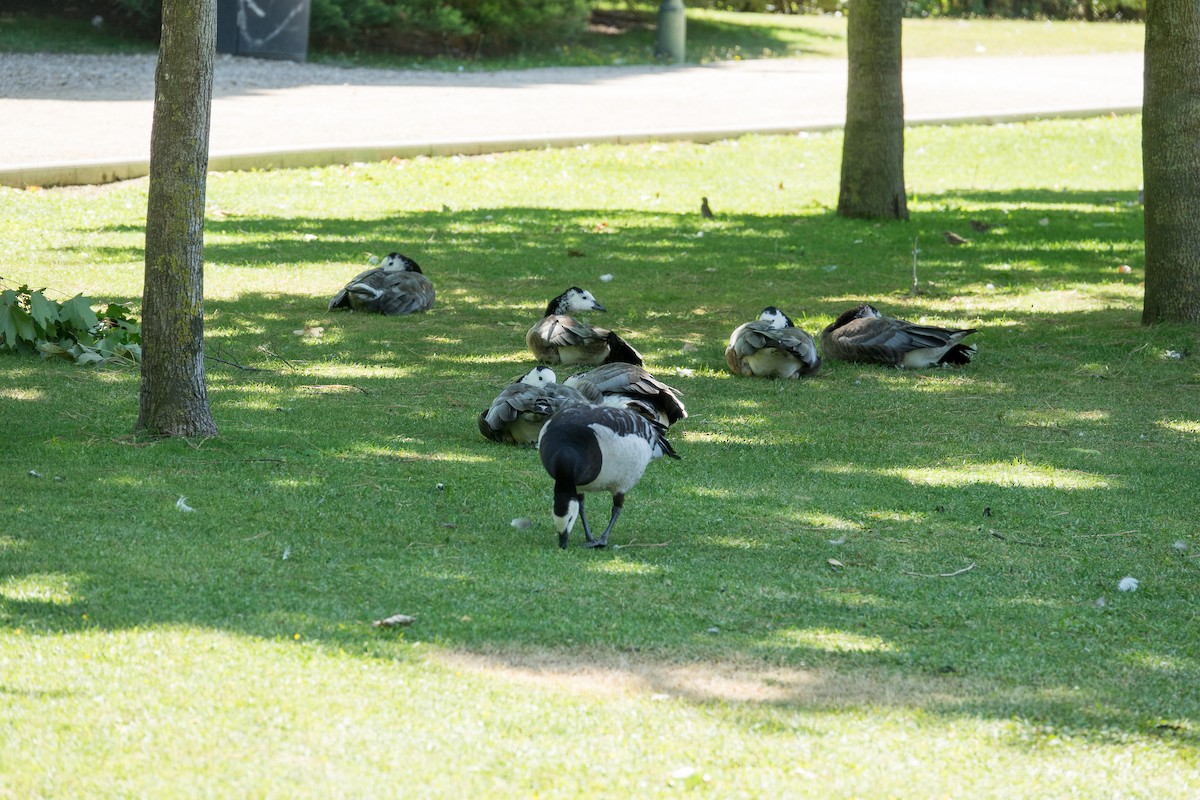 Barnacle Goose - ML373477481