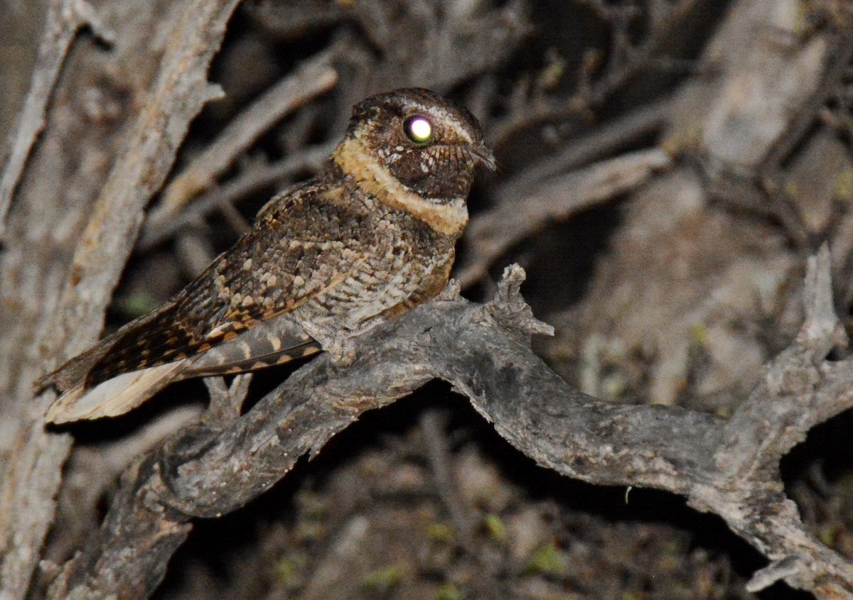 Buff-collared Nightjar - ML373478091