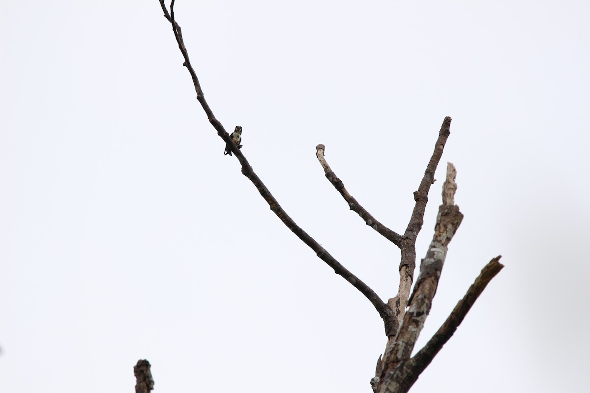 Black-thighed Falconet - Cassie Carstens