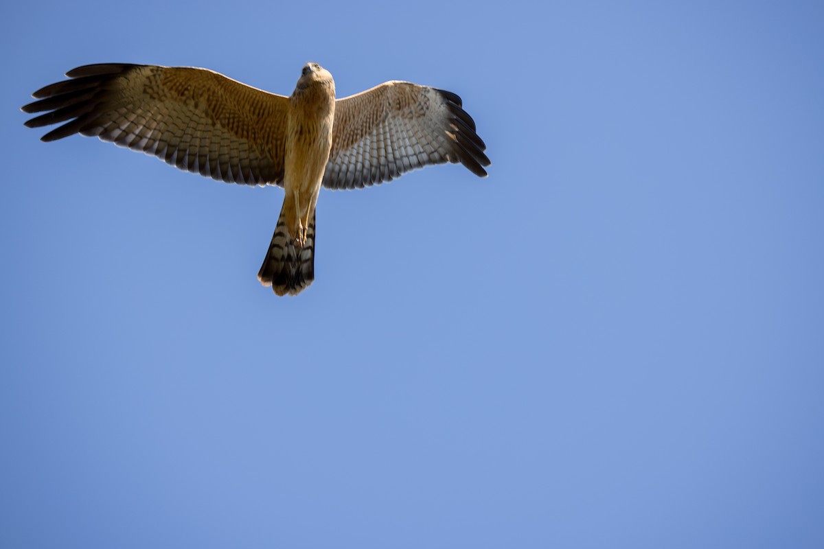 Spotted Harrier - ML373478631