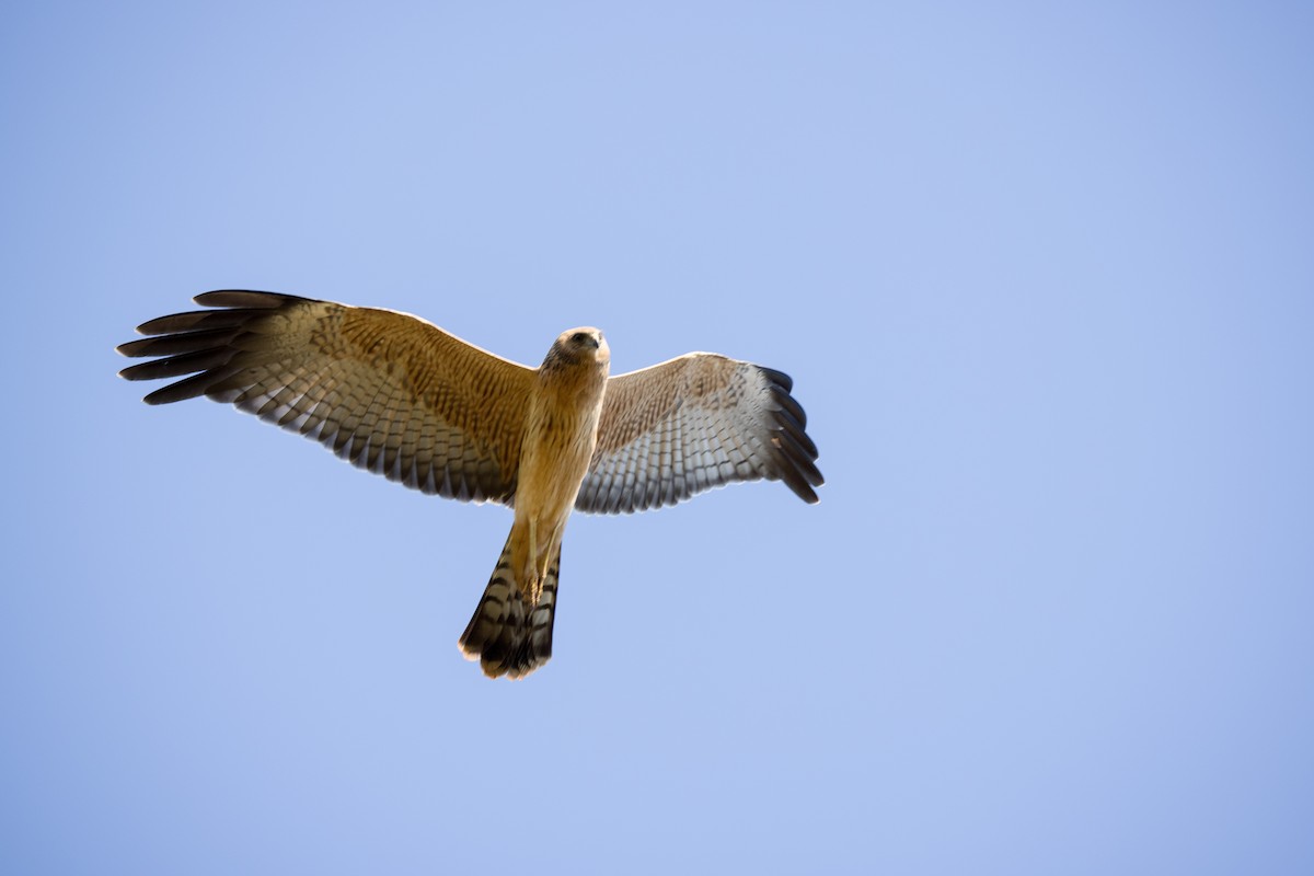 Spotted Harrier - ML373478641