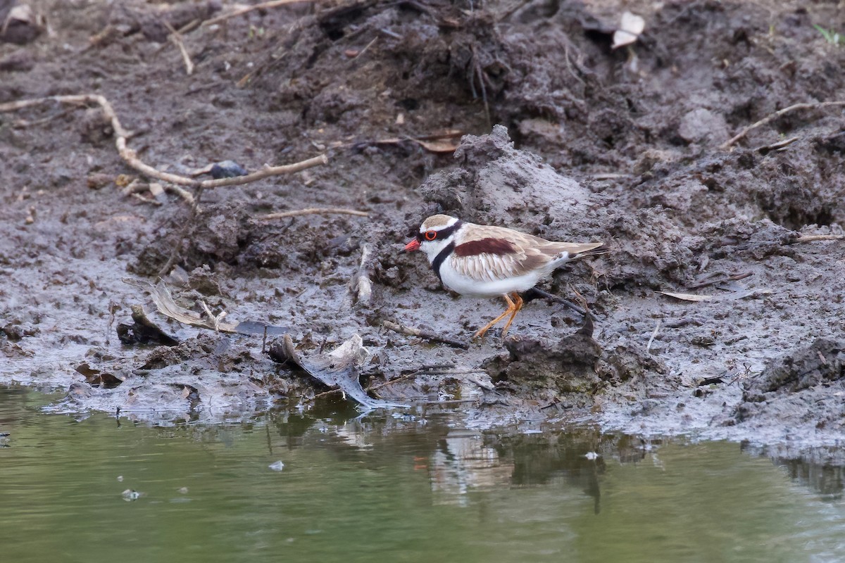 Black-fronted Dotterel - Dennis Devers