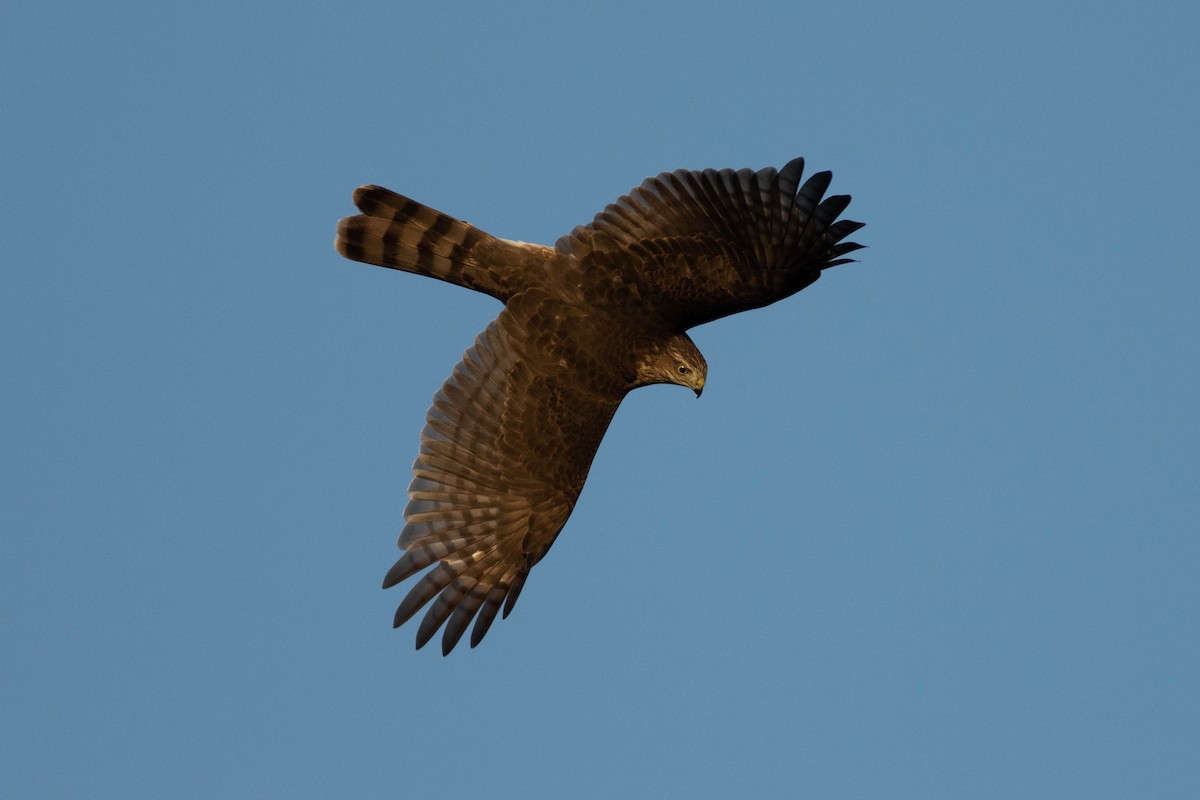 Sharp-shinned Hawk - ML373480861