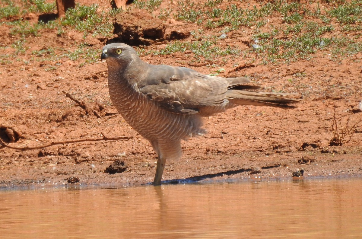 Brown Goshawk - ML373485461