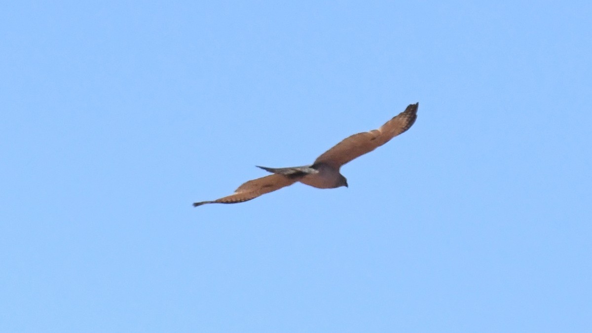 Brown Goshawk - ML373485571