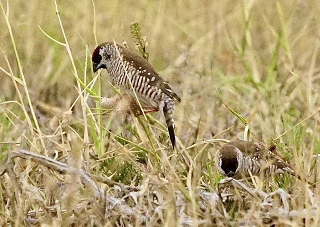 Plum-headed Finch - Anthony Schlencker