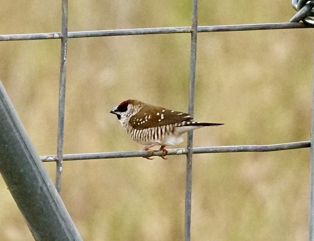 Plum-headed Finch - ML373485751