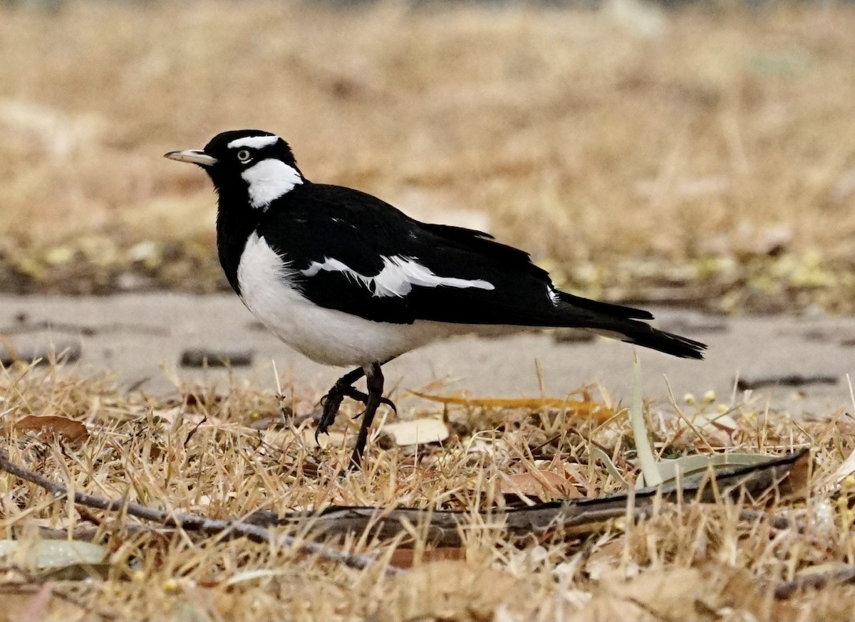 Magpie-lark - Anthony Schlencker