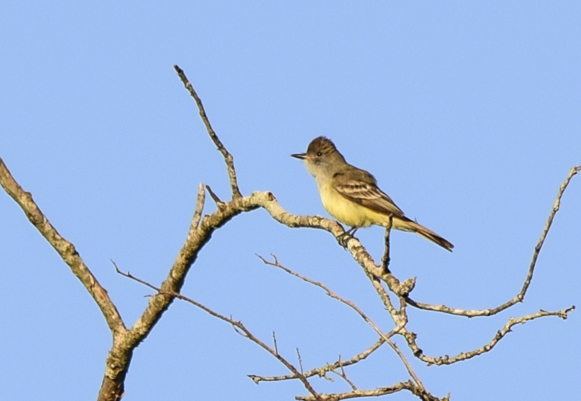 Brown-crested Flycatcher - ML373486201