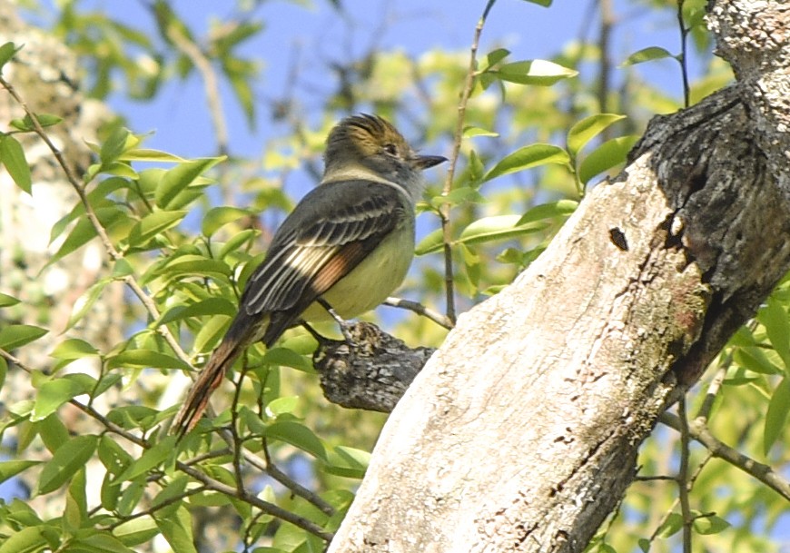 Brown-crested Flycatcher - ML373486211