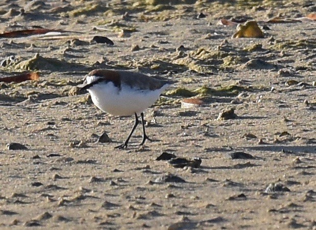 Red-capped Plover - ML373488061