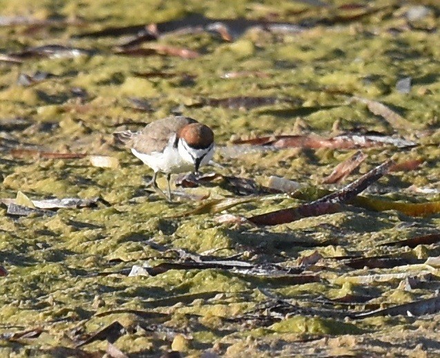 Red-capped Plover - ML373488071