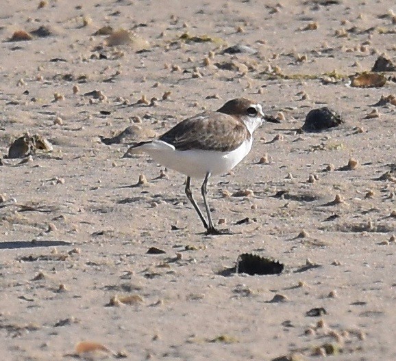 Red-capped Plover - ML373488701