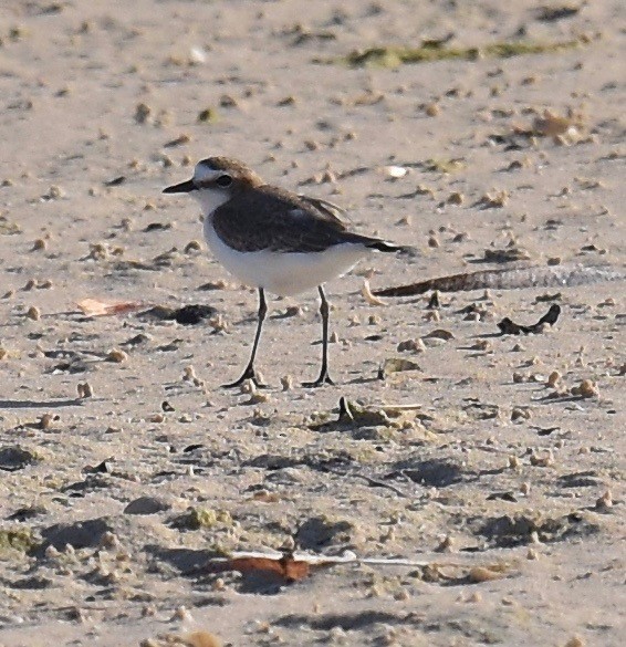 Red-capped Plover - ML373488711