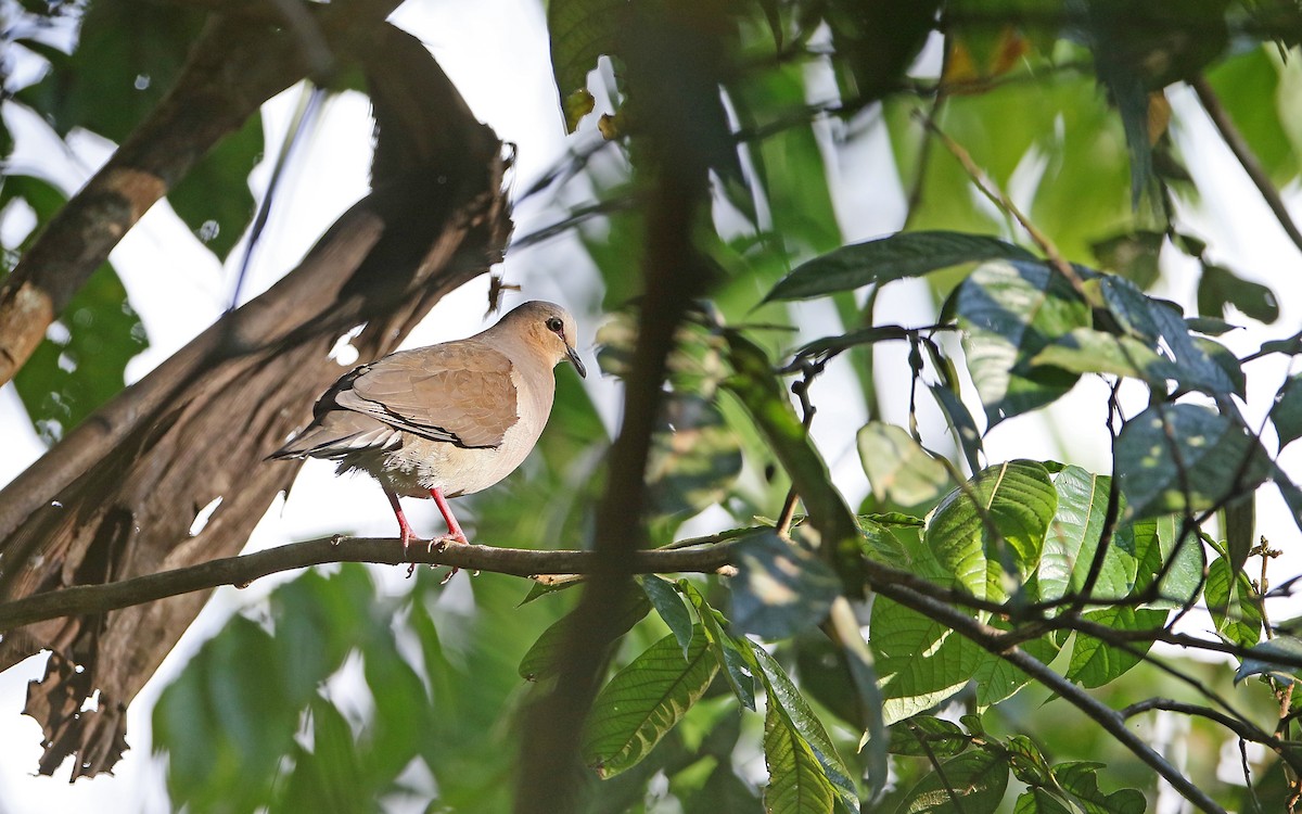 Gray-fronted Dove - ML373488881